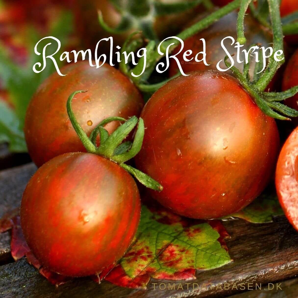 Rambling Red Stripe